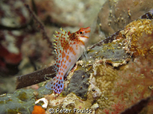 Hawkfish shot with Canon G12 by Peter Foulds 
